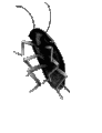BlackRoach animated emote