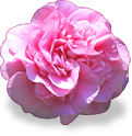 flower_camella emote for Discord