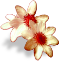 flowers_white emote for Discord