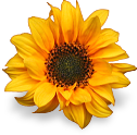 flower_yellow emote for Discord
