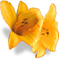 flower_butterlily emote for Discord