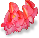 flower_begonia emote for Discord