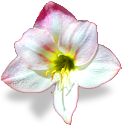 flower_amaryllis emote for Discord
