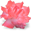 flower_rose emote for Discord