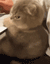angrycat emote for Discord