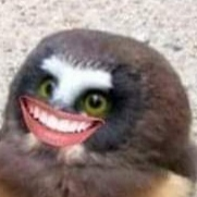 MiniOwl emote for Discord