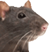 RatJam emote for Discord
