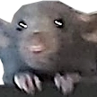 RatPlead emote for Discord