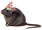 Birthday_Rat emote for Discord