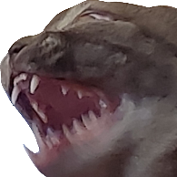angRYCAT emote for Discord