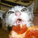 pizza_cat emote for Discord