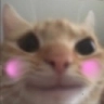 HappyCat emote for Discord