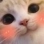 blushcat emote for Discord