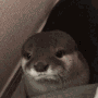 otterhide emote for Discord