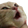 catpog emote for Discord