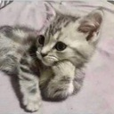 thinkingcat emote for Discord
