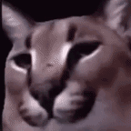 Floppabeatbox69 emote for Discord