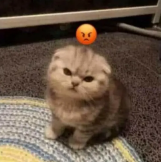 cat emote for Discord