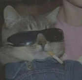 cat emote for Discord