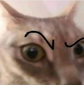 cat emote for Discord
