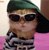 cat emote for Discord
