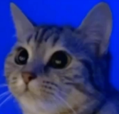 cat emote for Discord