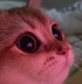 cat emote for Discord