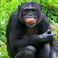 happymonke emote for Discord