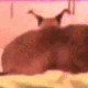 FloppaTwerk emote for Discord