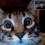 CatZoomCall emote for Discord