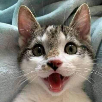 WonderfulHappyCat emote for Discord