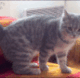 CatAttacc1 emote for Discord