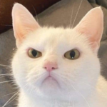 angry_cat emote for Discord
