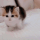 KittyWalk emote for Discord