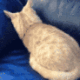 CouchEatingCat emote for Discord