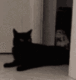 catStealing emote for Discord