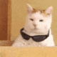 coolCat2 emote for Discord