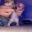 catDancing emote for Discord