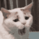 catYawn emote for Discord