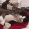 catCuddling2 emote for Discord