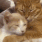 catCuddles emote for Discord