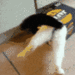 catStuck emote for Discord