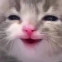 meow emote for Discord