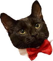 fancy_cat emote for Discord