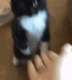 catHighfive emote for Discord