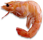 Shrimp emote for Discord