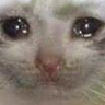 catBigSad emote for Discord