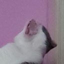 JacScream emote for Discord