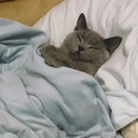 sleep_cat2 emote for Discord