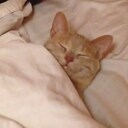 sleep_cat emote for Discord